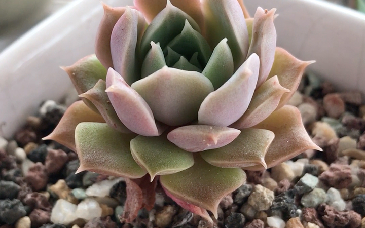 多肉植物 莫西干人 echeveria mohican 较早的月影系园艺品种 据说