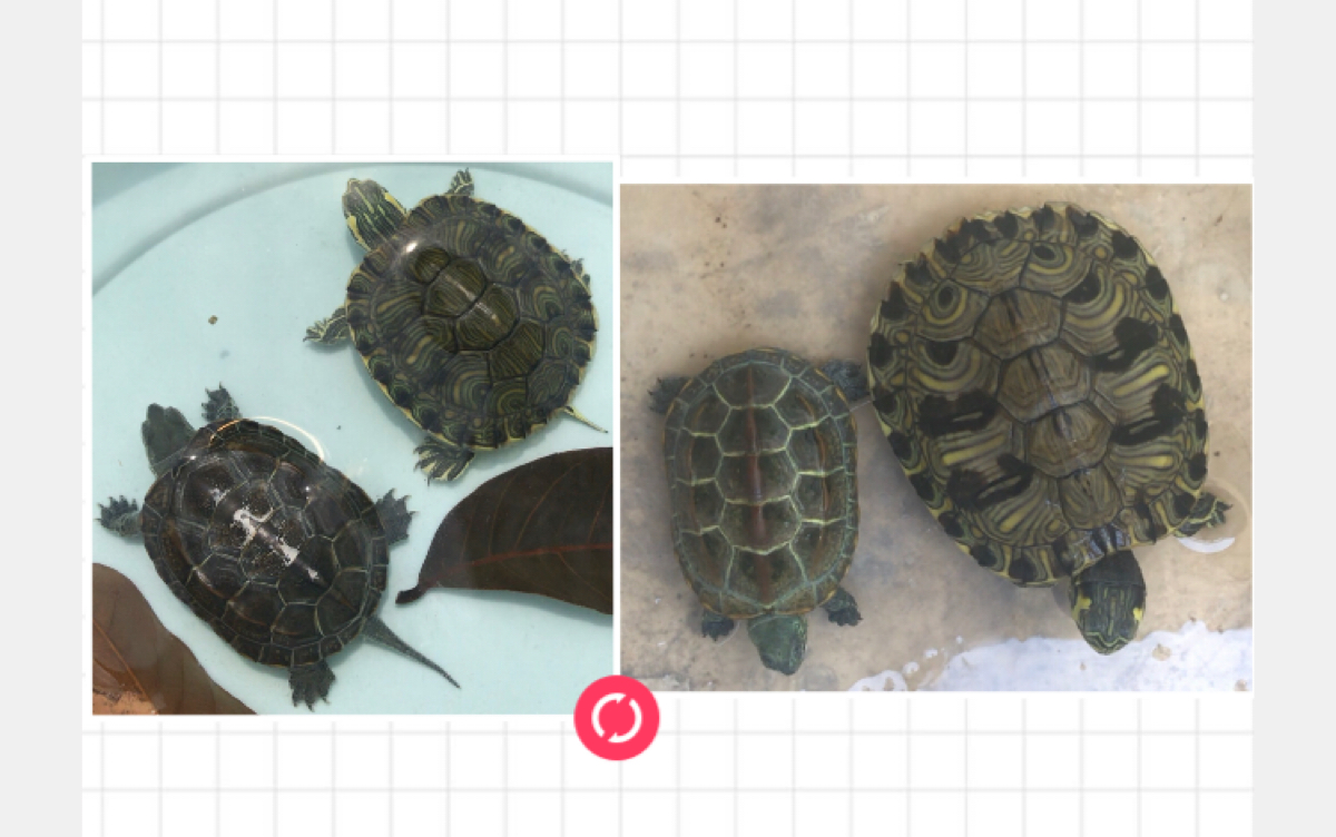 巴西龟生长过程图图片