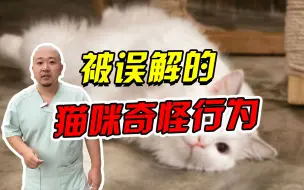 下载视频: 猫咪这些奇怪行为是在表达对你的爱！