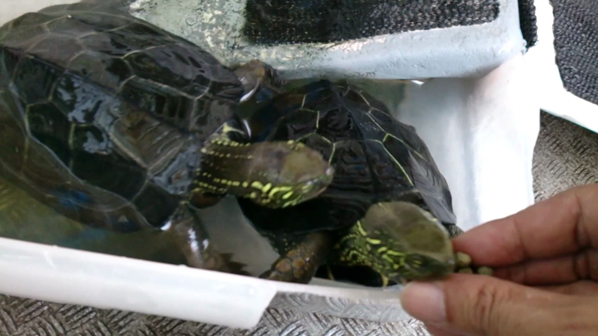 搬运岛国网友养的日本草龟