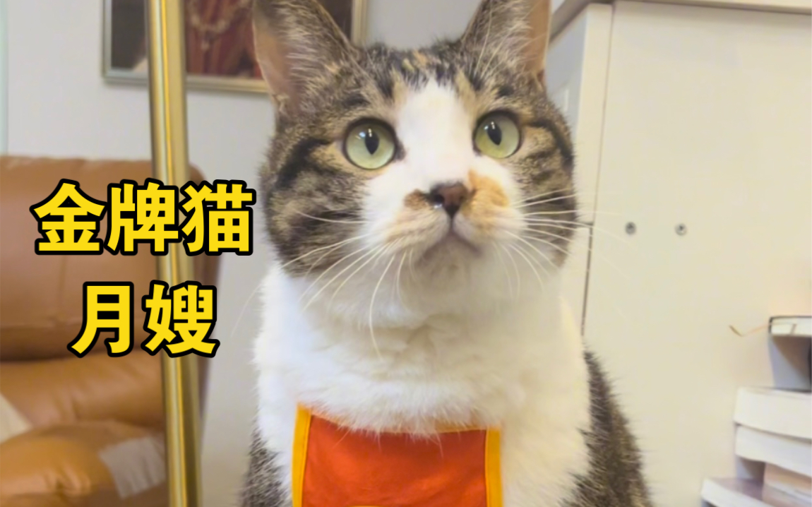 为了迎接新生儿,猫猫被迫开始月嫂培训!哔哩哔哩bilibili