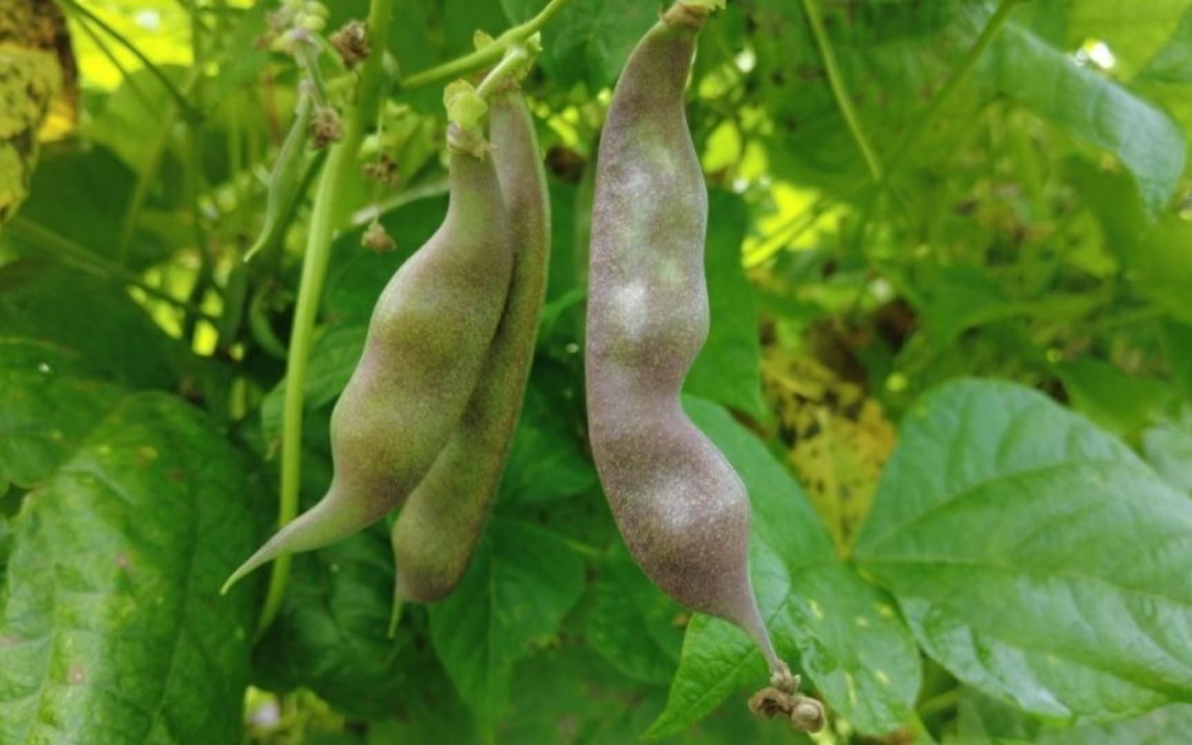 东北特有紫花油豆角,开锅就熟,跟老舅看看还是你怀念的味道吗?