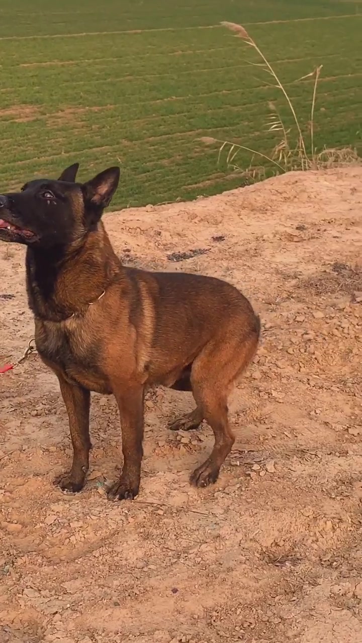 马犬的魅力#马犬 #马犬幼犬 #马犬训练 #马犬魅力