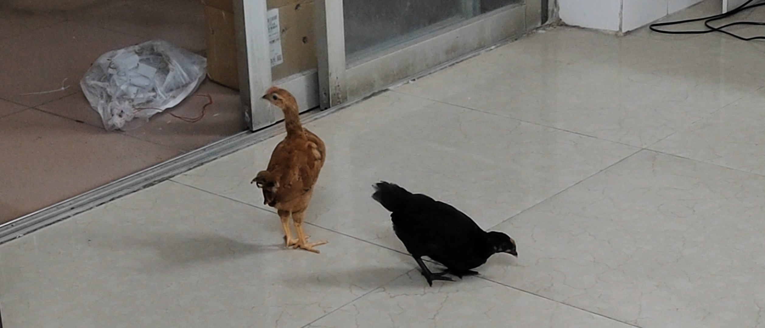 一个月就长成长脖子长脚鸡