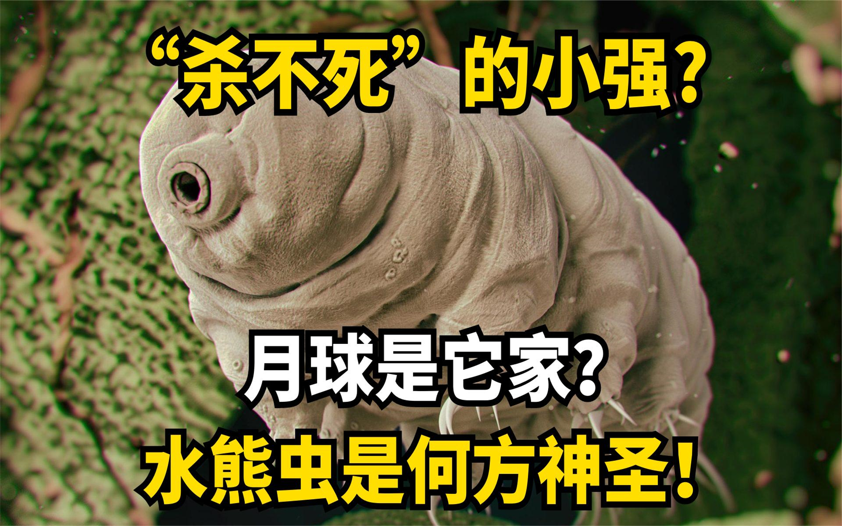 "杀不死"的小强_月球是它家?水熊虫是何方神圣!