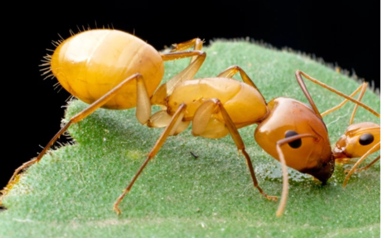 【全黄土耳其弓背蚁】看黄色大蚂蚁喝蜂蜜