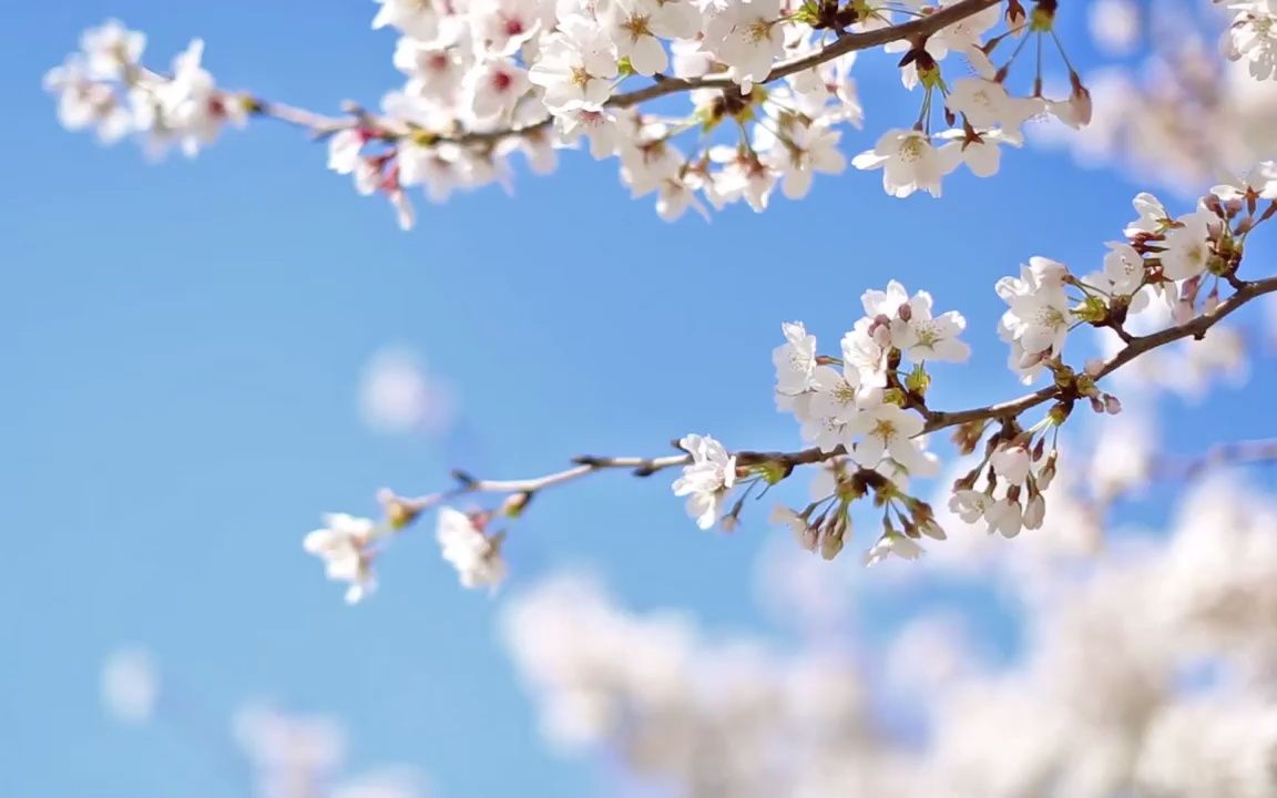 视频素材 ▏h115 唯美白色樱花海棠花梨花盛开鲜花花朵绽放花团锦簇