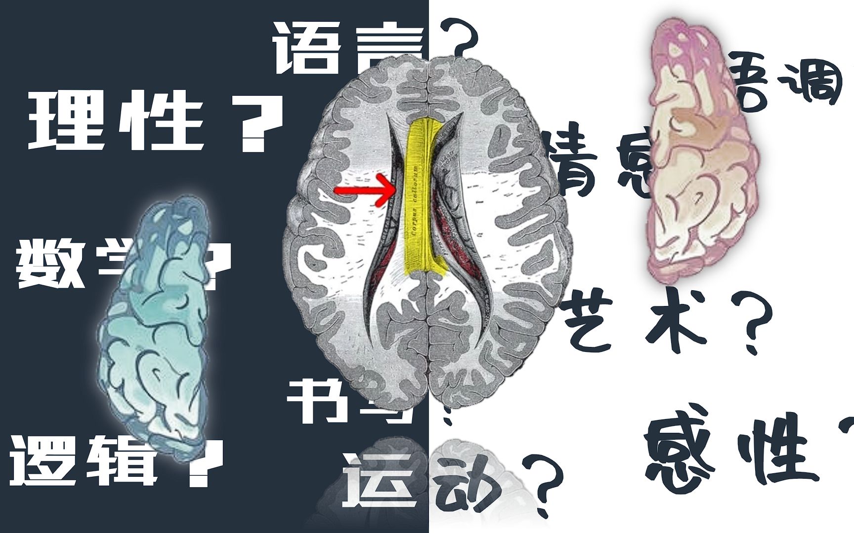 大脑左右半球在感受与思维功能方面的专门化哔哩哔哩bilibili