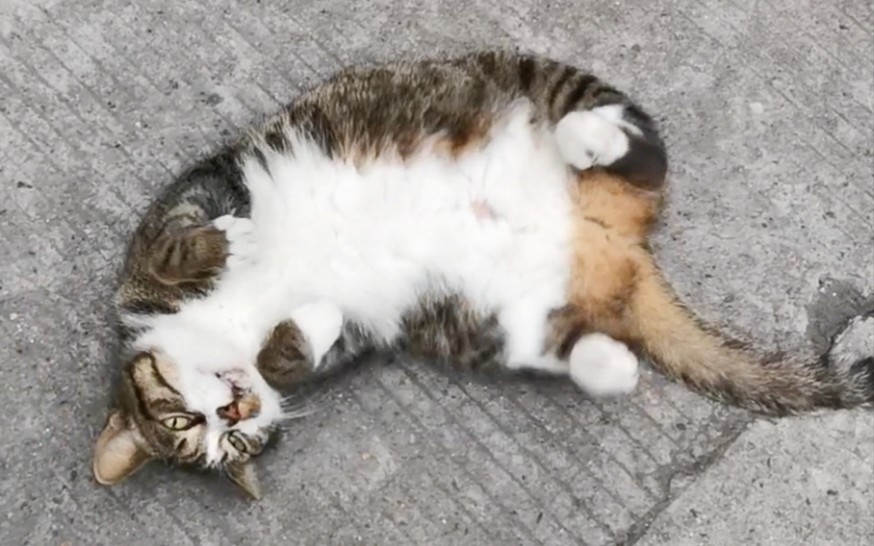 【同济猫咪日常】狸花猫撒娇打滚,这谁顶得住啊!