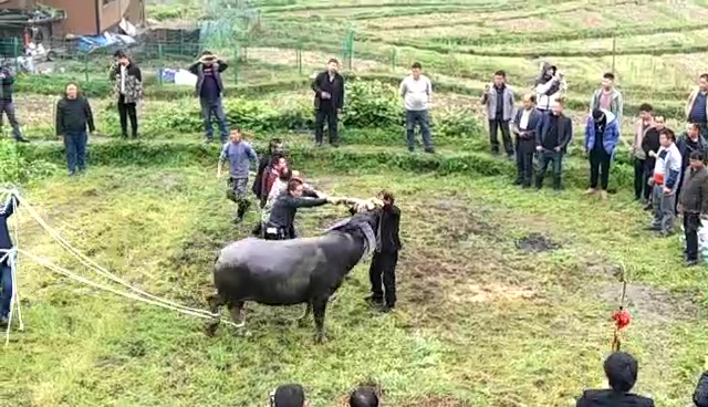 [图]贵州黔东南凯里舟溪青曼苗族白事习俗 父母寿终正寝 子女为其杀牛办丧事——这是最大的礼（孝）——证明子女有能力有孝心