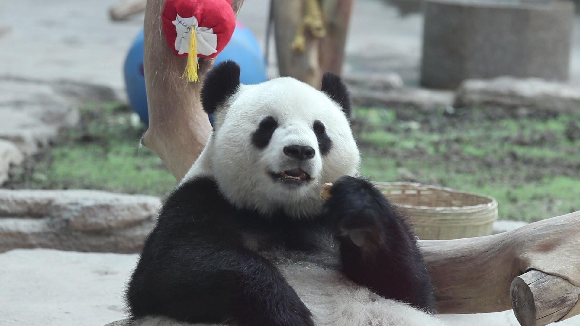 【大熊猫思嘉】吃窝头