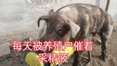 种公猪的精液采集！_哔哩哔哩_bilibili