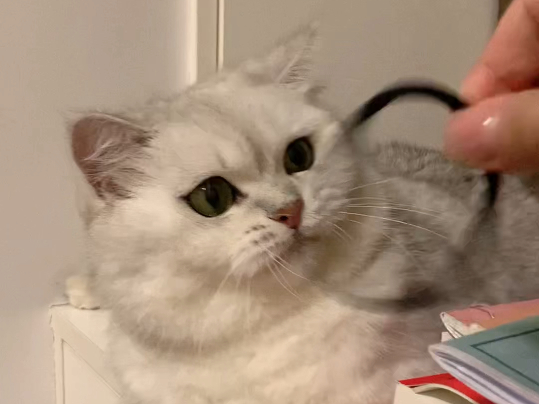 我家猫最爱的玩具——橡皮筋