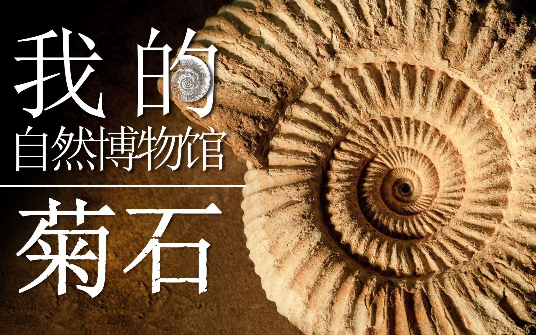 我的自然博物馆—菊石