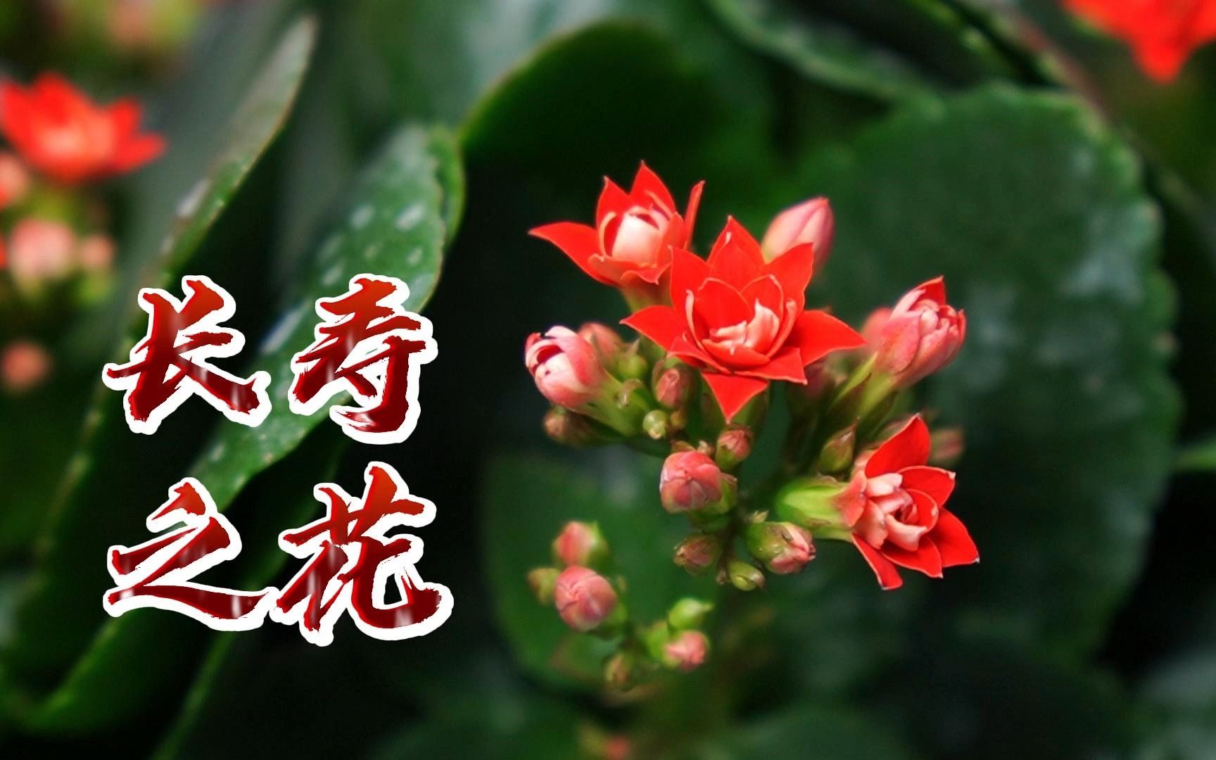 长寿花:长寿安康,多子多孙,大吉大利