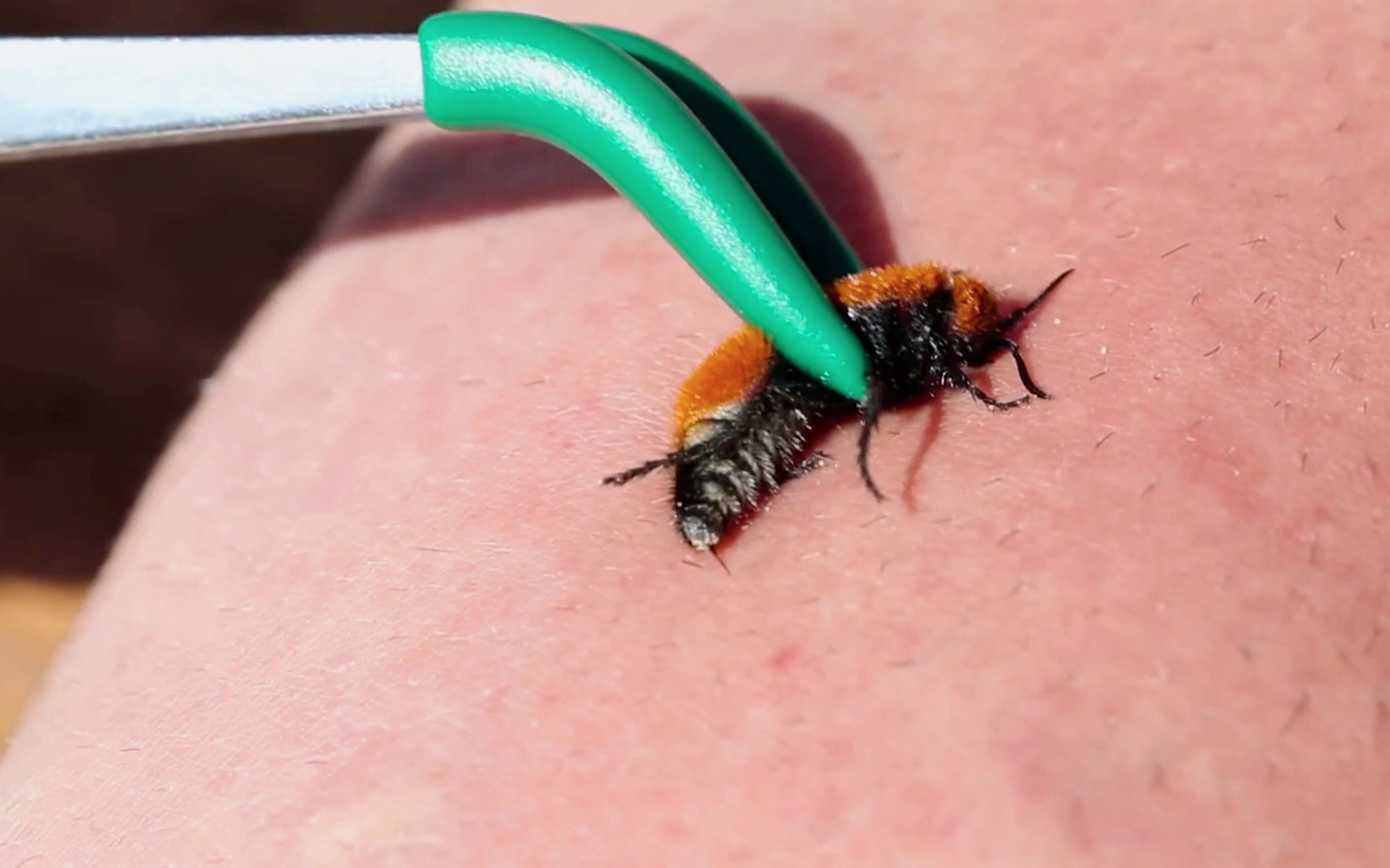 作死狼叔挑战 天鹅绒蚂蚁蛰一下堪比几级疼痛