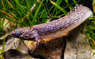 Download Video: 饰翅多鳍鱼（Polypterus ornatipinnis）