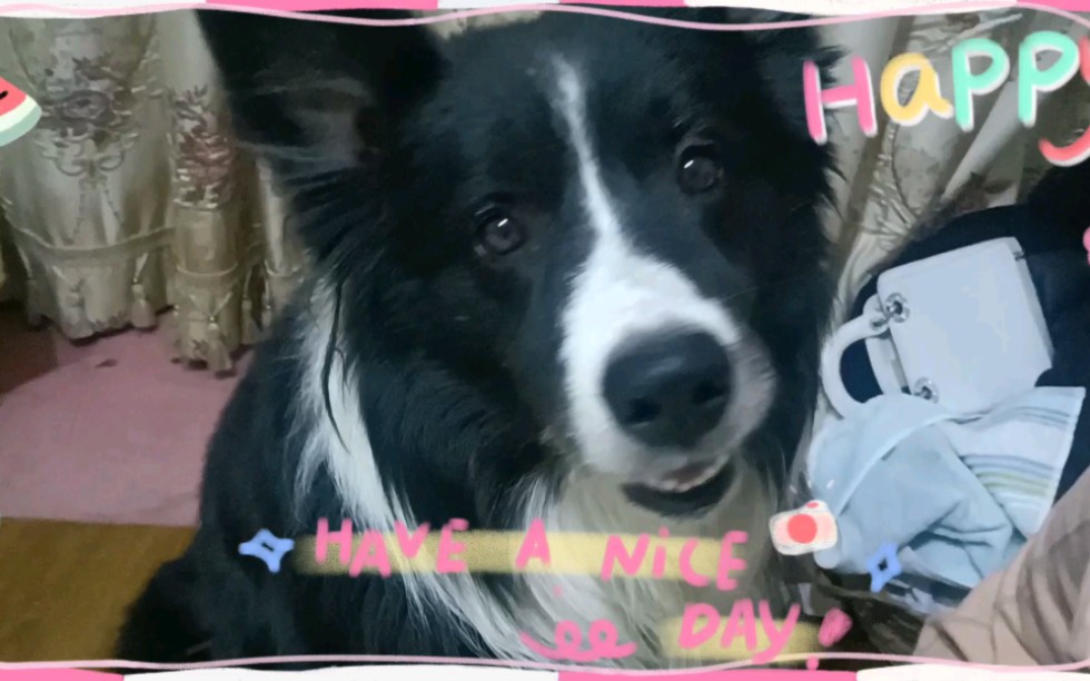 卡卡就是萌萌的边牧