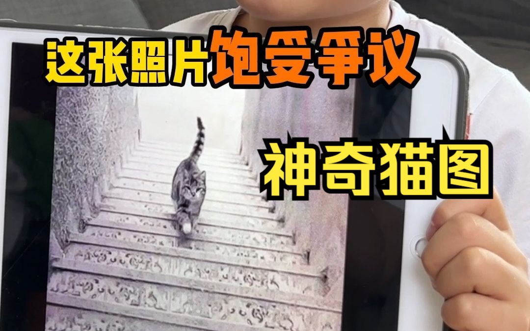 [图]这猫到底是上楼还是下楼？谁能看明白？