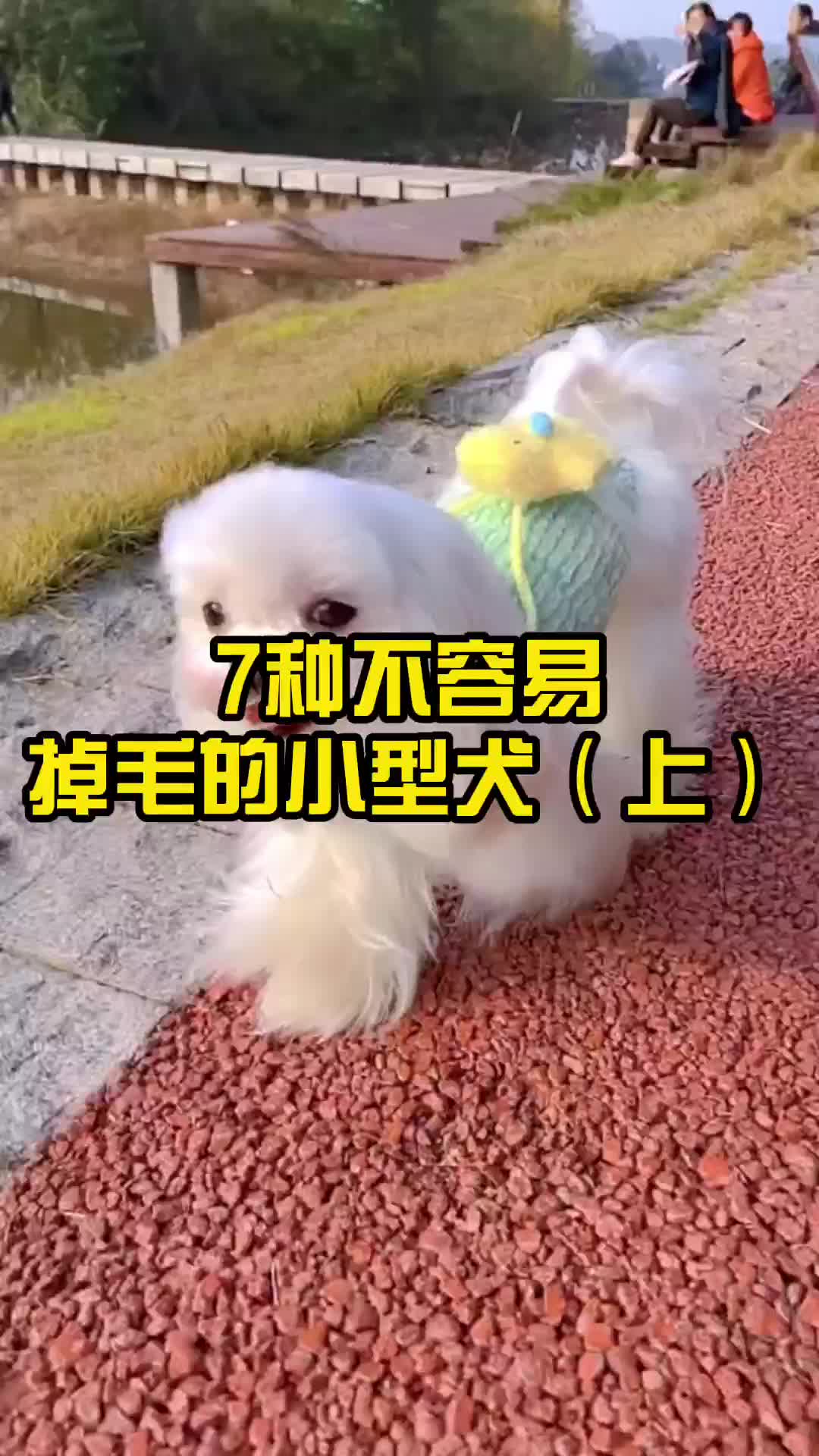 7种不容易掉毛的小型犬,(上)哔哩哔哩bilibili