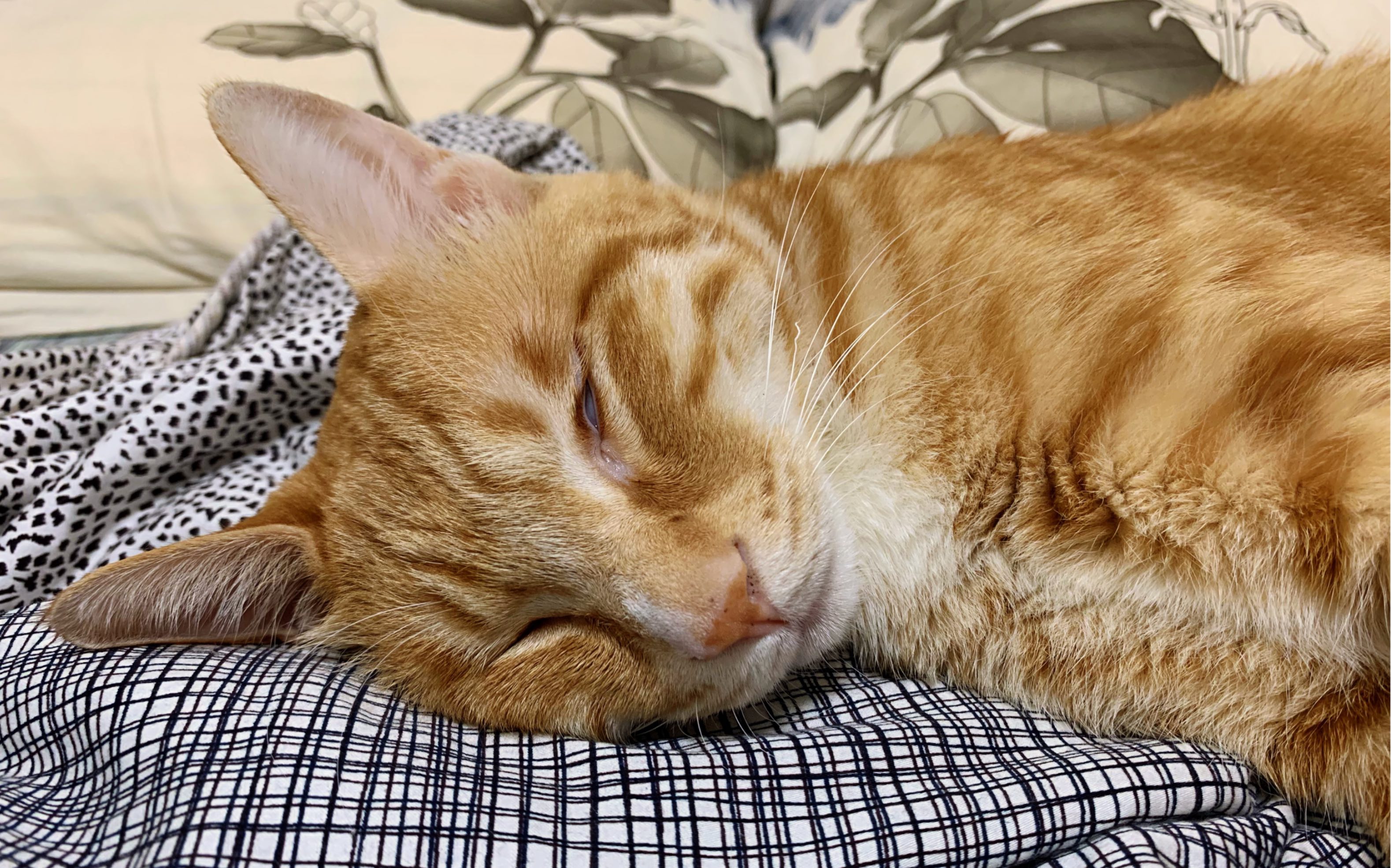 一只睡觉抽筋的小橘猫