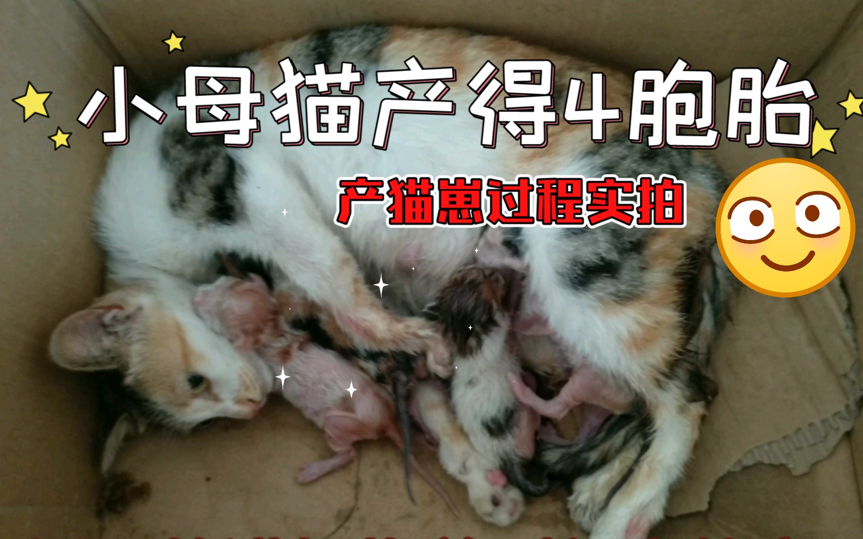 [图]强大心灵实拍小母猫生猫崽过程(3完结)产猫崽场面你一定没见过。