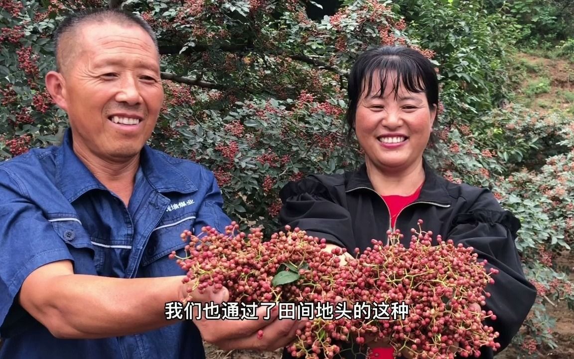 种花椒一亩节本40%、增收20%的秘密在这里!哔哩哔哩bilibili