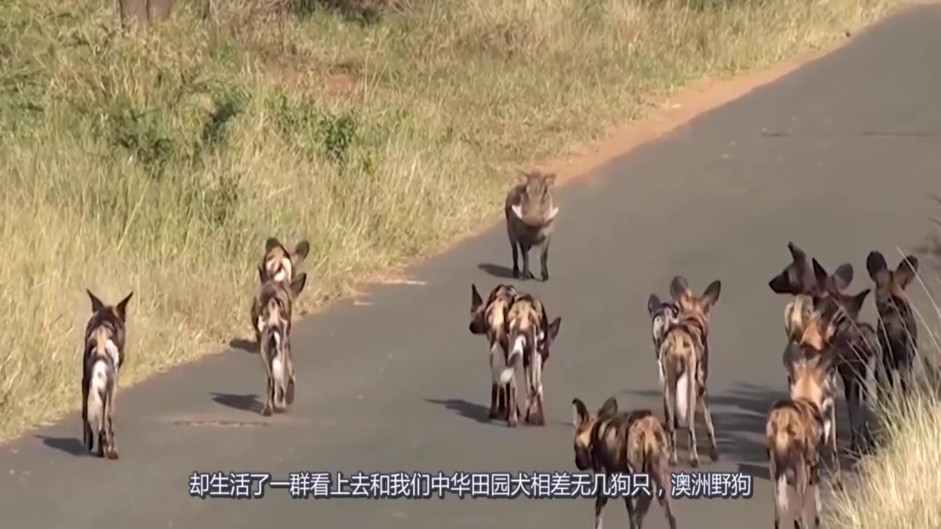 山中无老虎,猴子当大王,这里的土狗竟然比狮子还凶猛