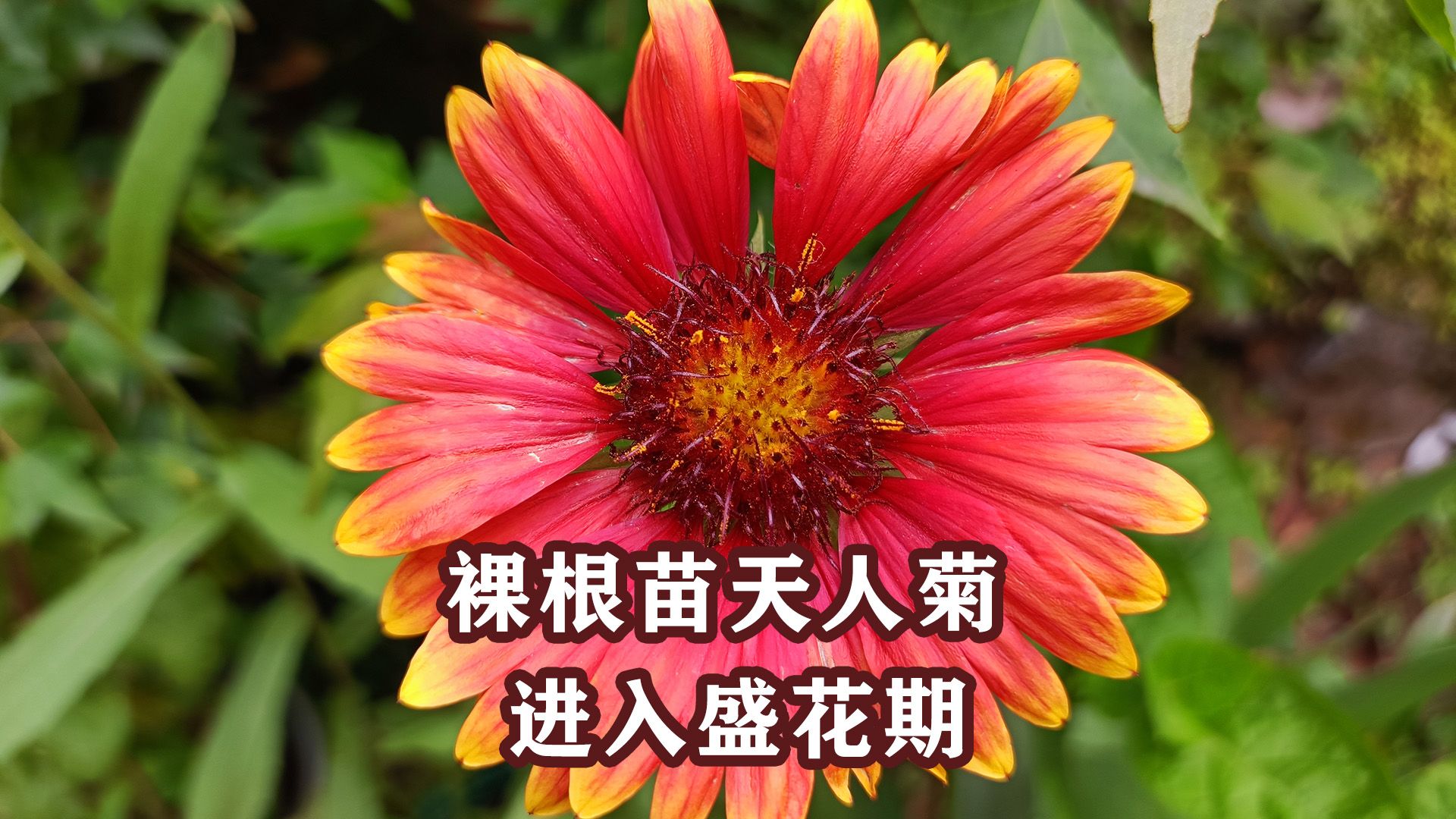 天人菊:进入盛花期,可惜没有密植,错失群开效果哔哩哔哩bilibili