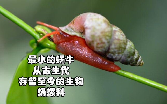 最小的蜗牛,从古生代存留至今的生物:蛹螺科【睡前软体动物学250】哔哩哔哩bilibili