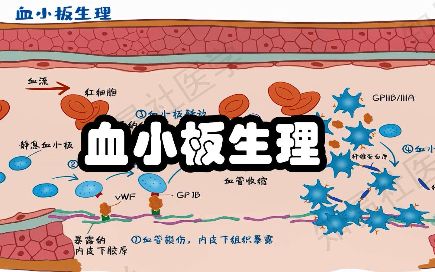 医学带背 心梗脑梗的直接因素 血小板生理总结哔哩哔哩bilibili