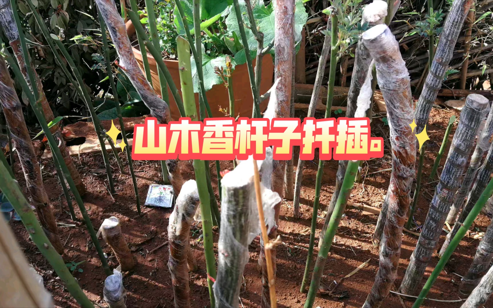 山木香老桩扦插,嫁接棒棒糖月季.