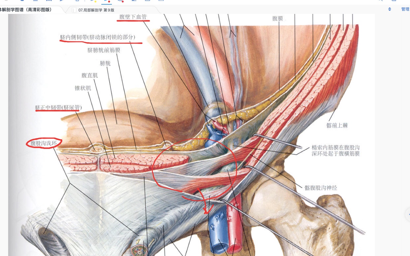 腹部 腹壁 局部解剖学+奈特图谱 重制 复习自讲哔哩哔哩bilibili