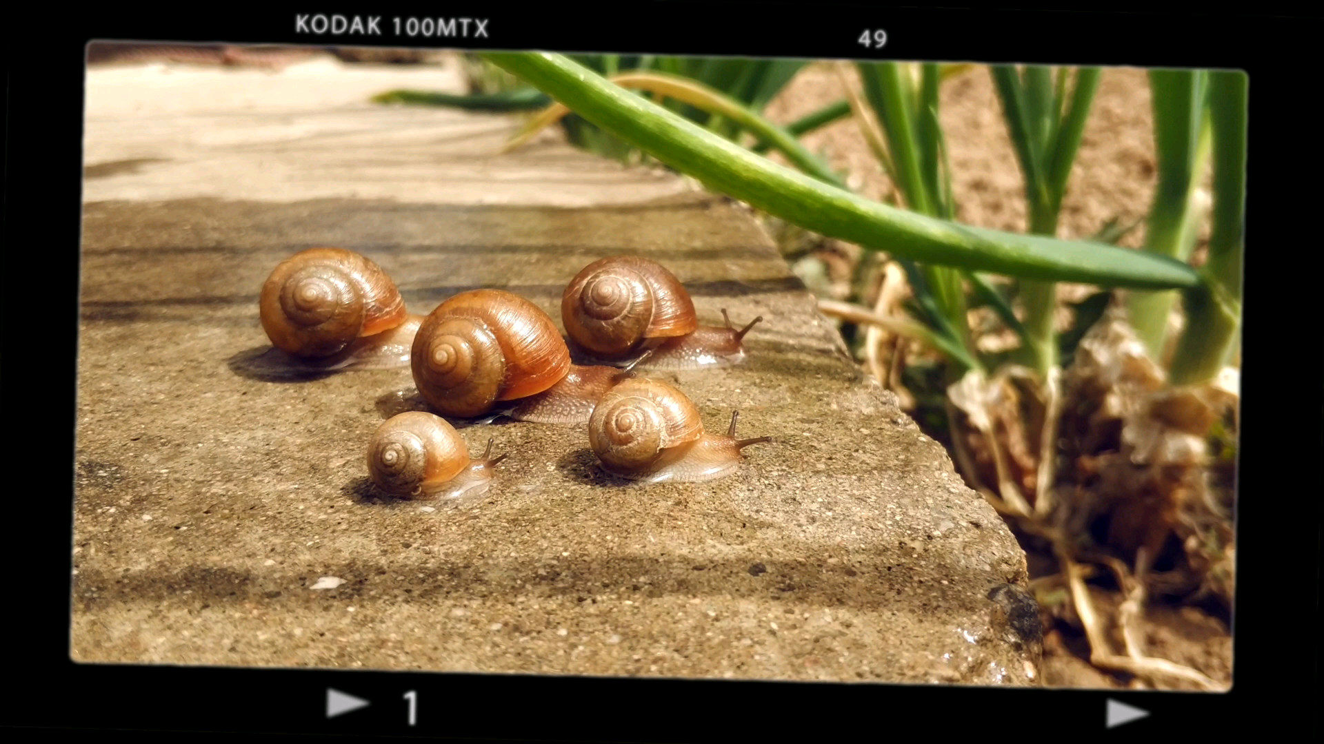 蜗牛漫步#记录我的农村生活