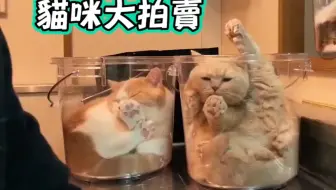 貓咪大拍賣 每桶價錢 是 無限愛