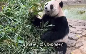 Скачать видео: 不愧是集万千宠爱的熊猫悦悦，竹叶堆的山高。最近悦悦爱吃竹叶而且都是现砍的，运过来的不吃。良奶爸糟老头早上砍佛肚竹了。谨慎的悦悦听到关门声爬上木架，后面乖乖吃竹子