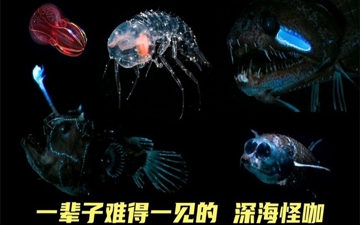 深海生物为何如此奇怪?透明发光还会隐身的鱼,它们有何神奇技能