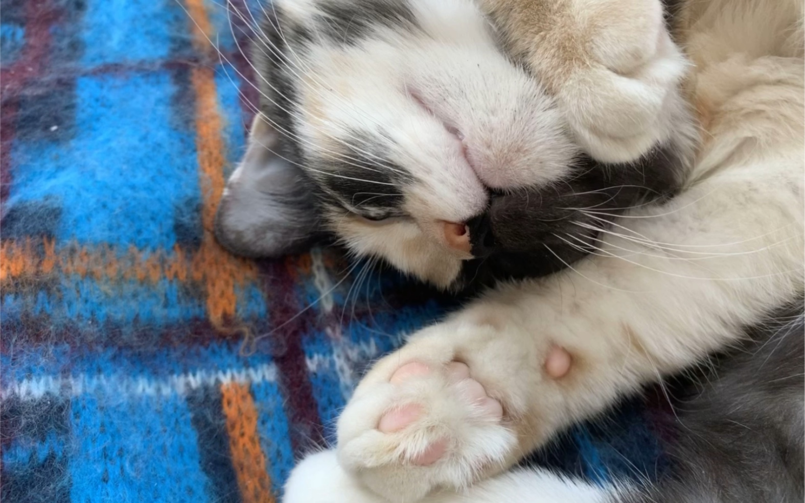 【小猫咪】锄锄睡的香噗噗