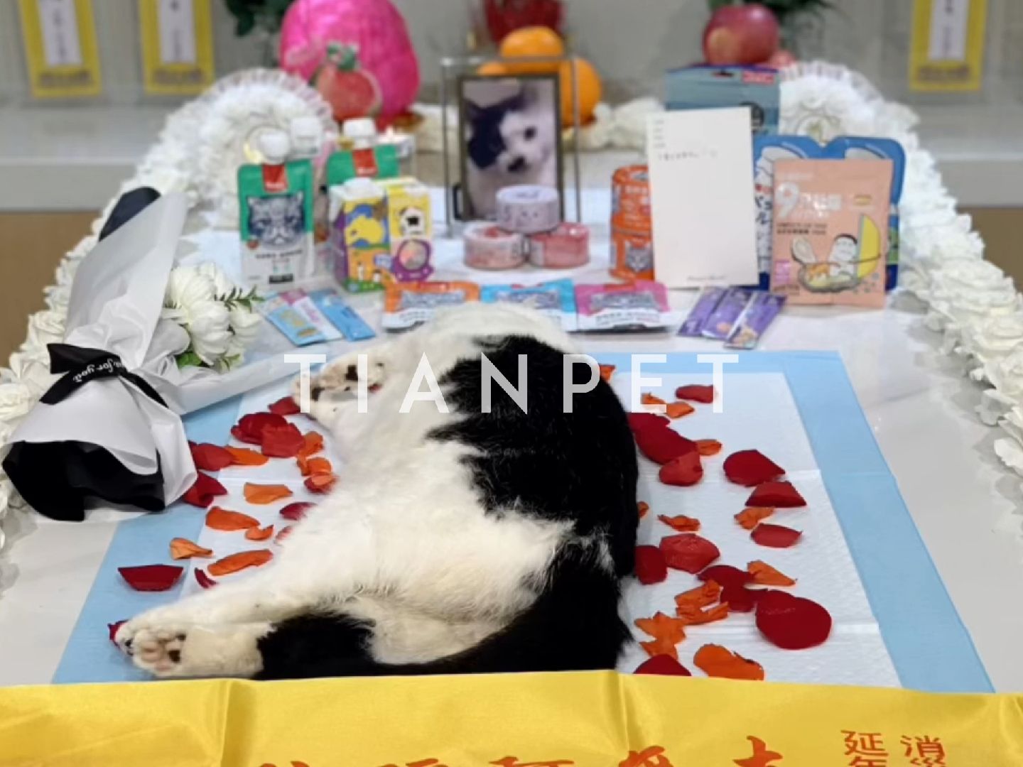 主人不舍送别去世猫咪丨重庆宠物火化-让情感不留遗憾-王柚柚善终记录