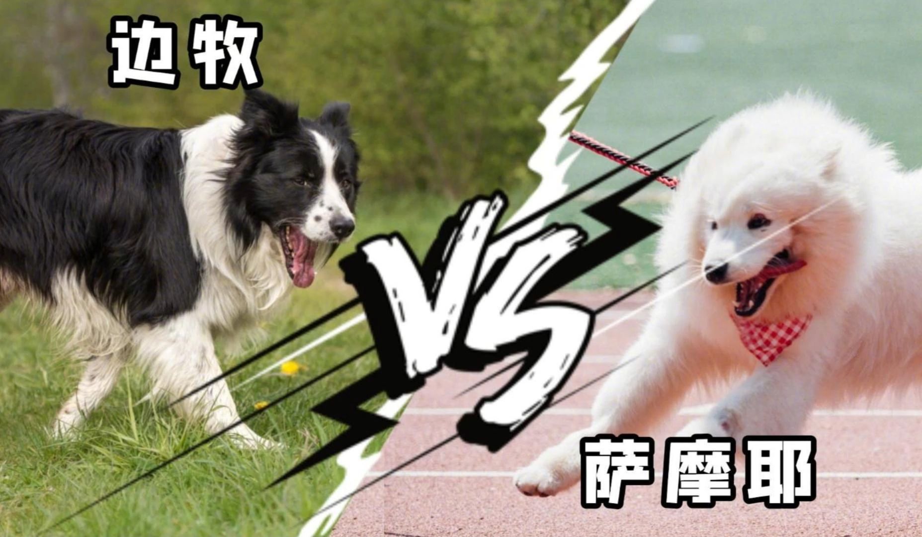 边牧vs萨摩耶,武林高狗相遇,会有什么火花