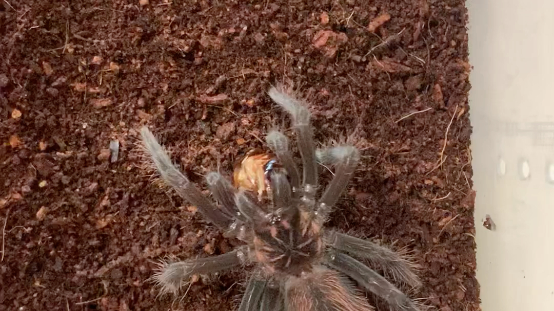 亚马逊镭射捕鸟蛛小母开食