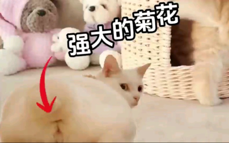 【猫咪课堂】猫咪是否会放屁,答案可能和你想的完全不一样哔哩哔哩bilibili