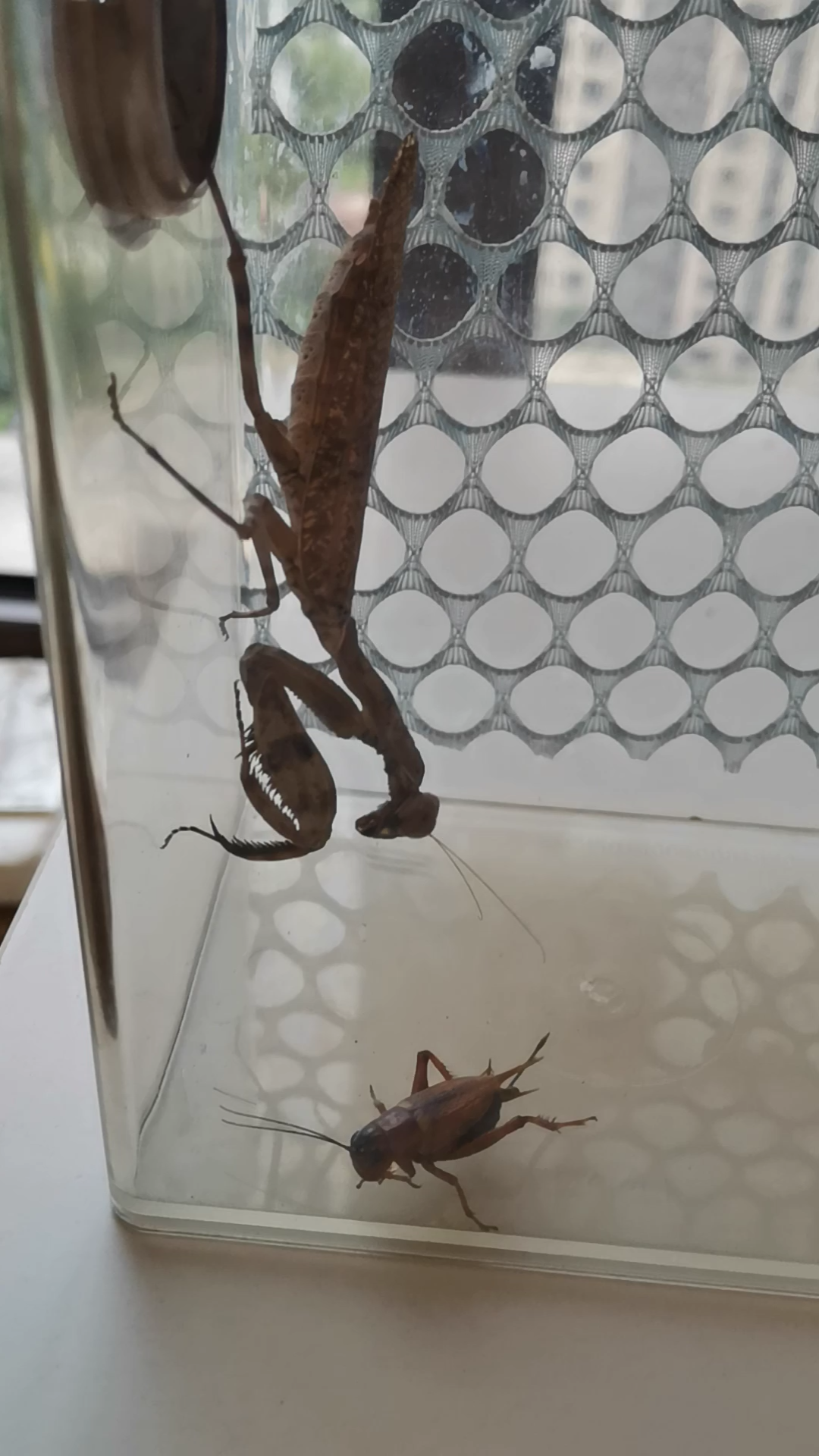 印尼双盾菱螳捕食双斑大蟋