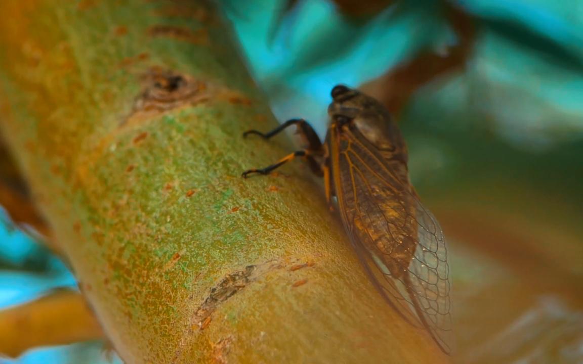 [图]【歌曲分享】那年夏天