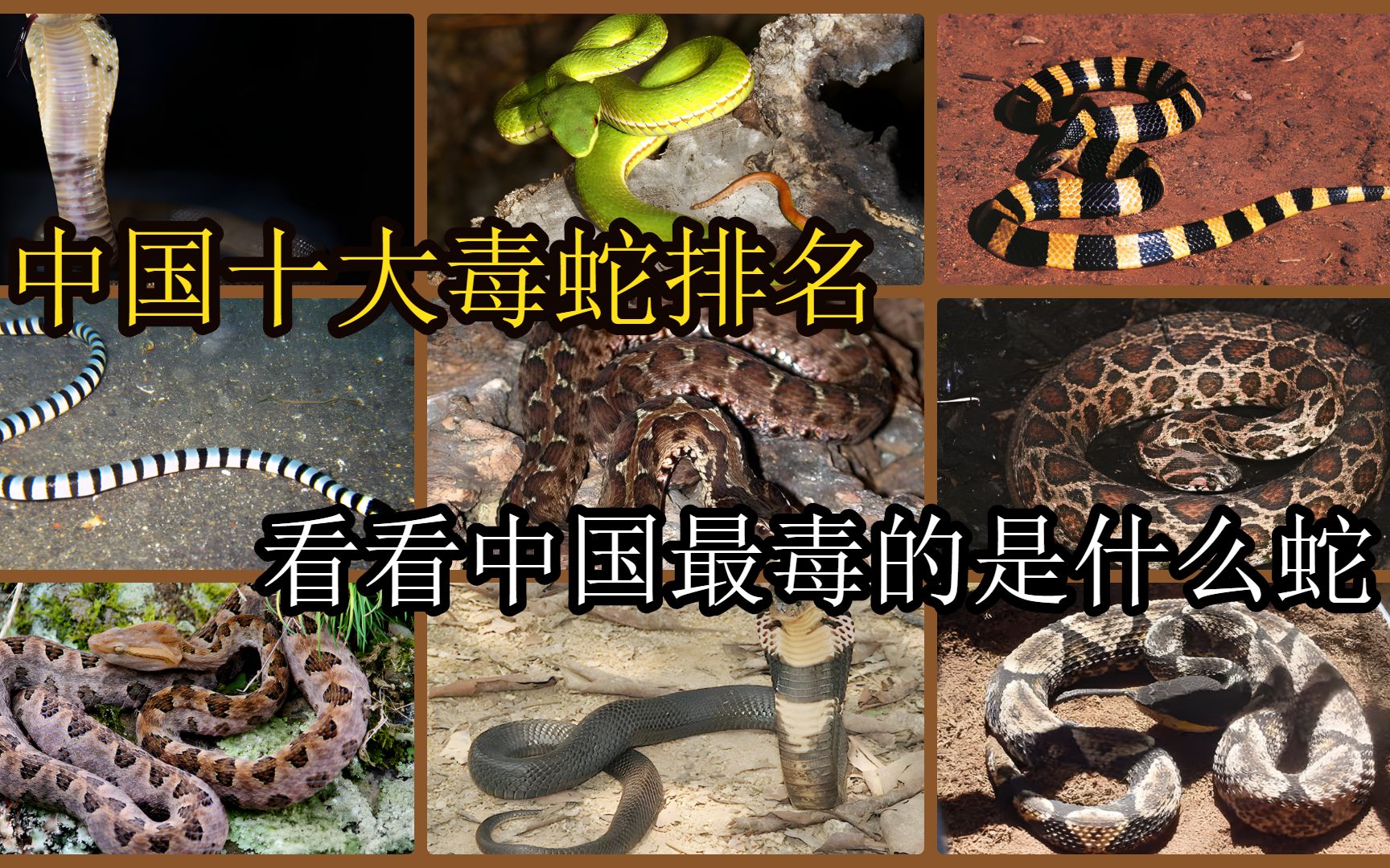 中国十大毒蛇排名,看看中国最毒的蛇是什么蛇?