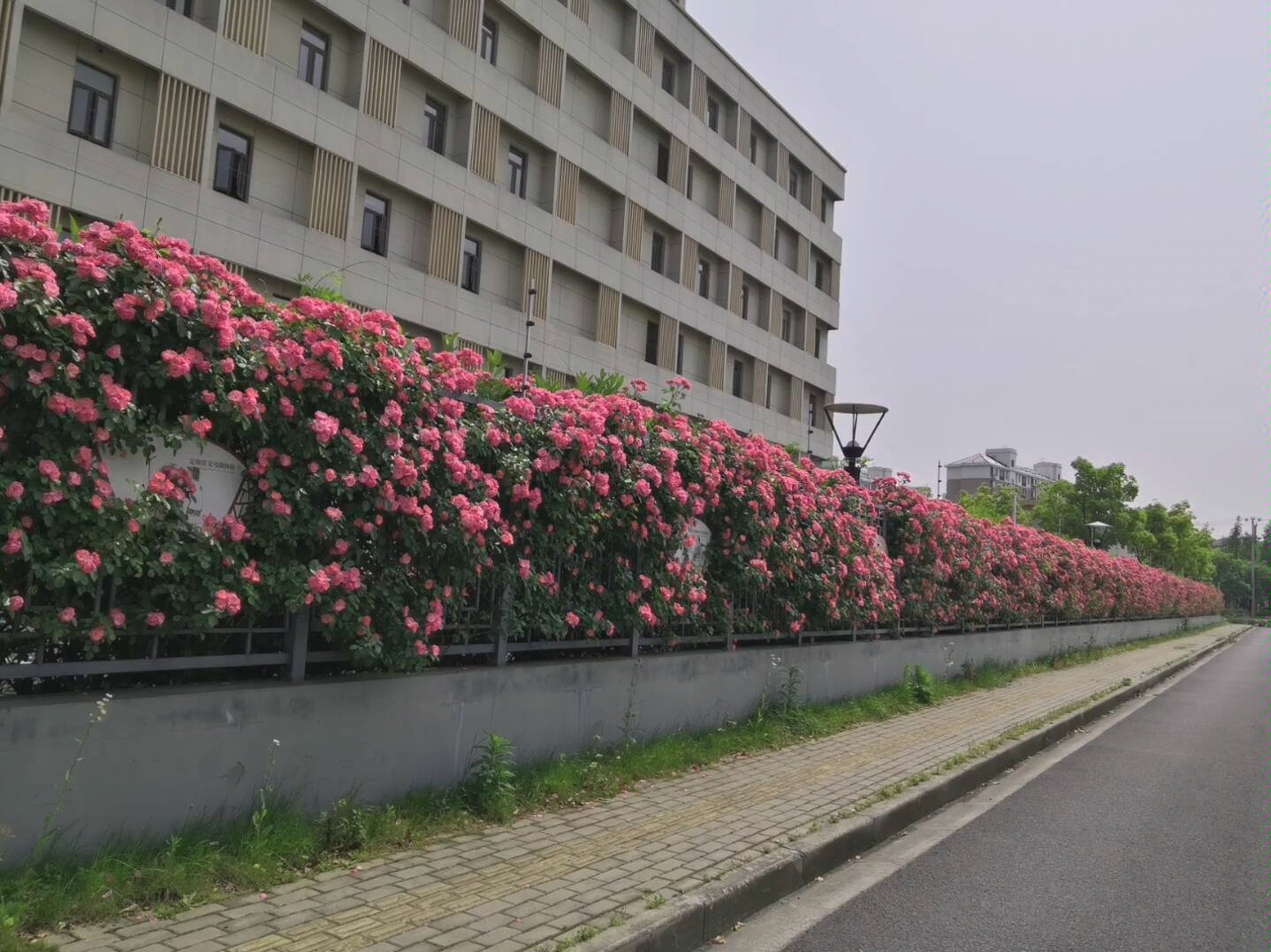 [图]美不胜收的蔷薇花