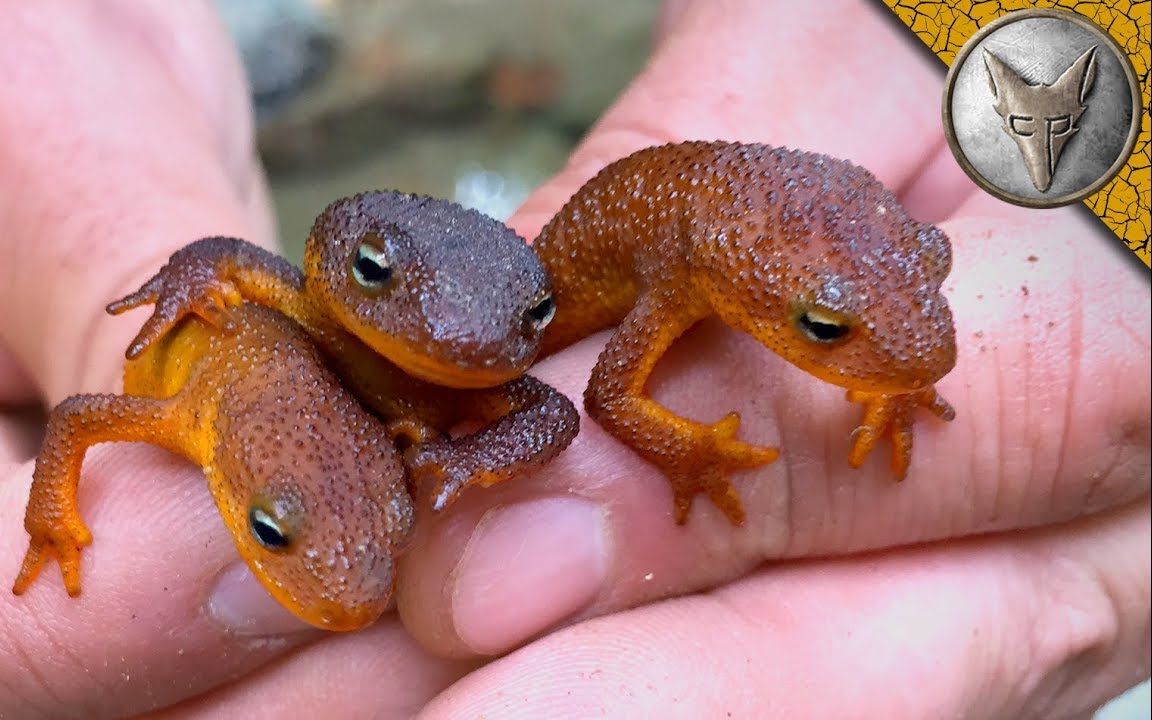 有毒但可爱的蝾螈【中文字幕】