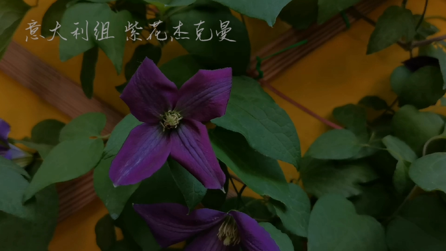 我的花园 铁线莲 意大利组 紫花杰克曼