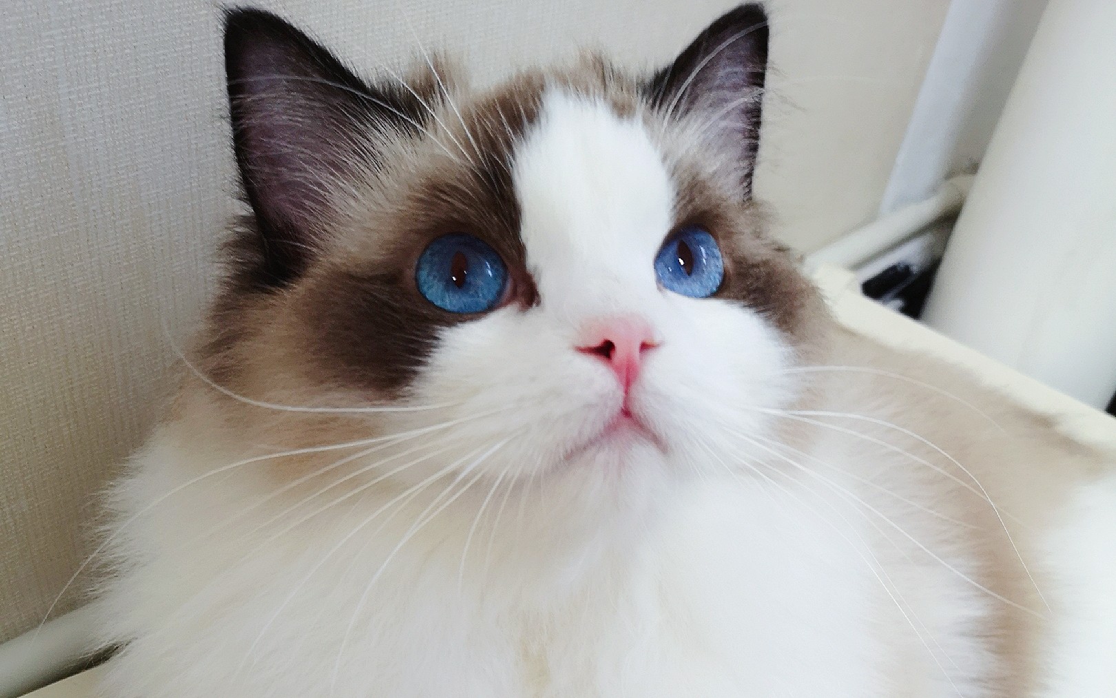 布偶猫杏仁眼和圆眼图片