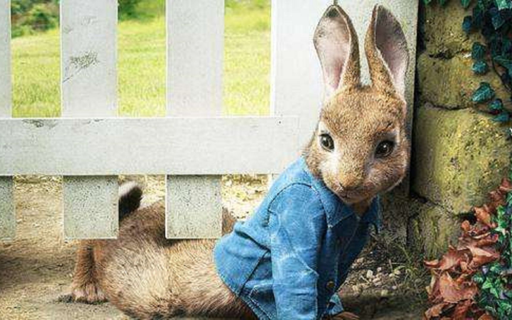 成精的兔子萌宠可爱彼得兔2